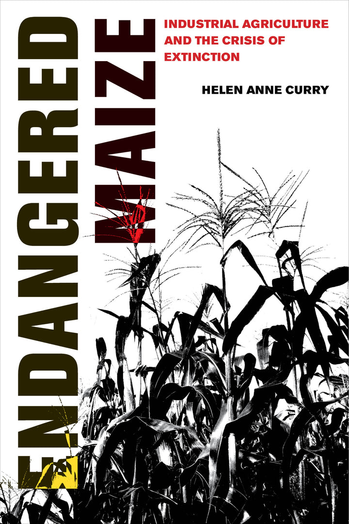 Cover image for Endangered Maize ISBN 9780520307698