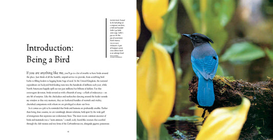 Bird Brains