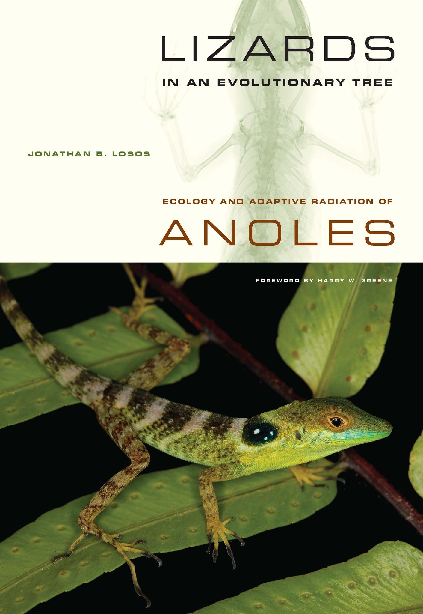 Lizards in an Evolutionary Tree