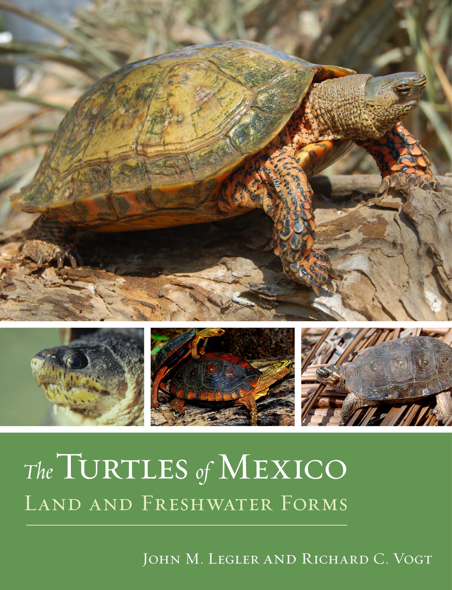 The Turtles of Mexico