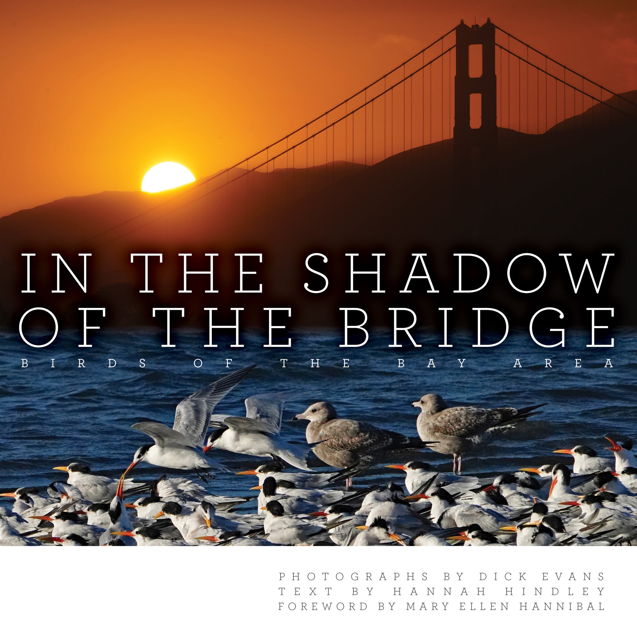 In the Shadow of the Bridge