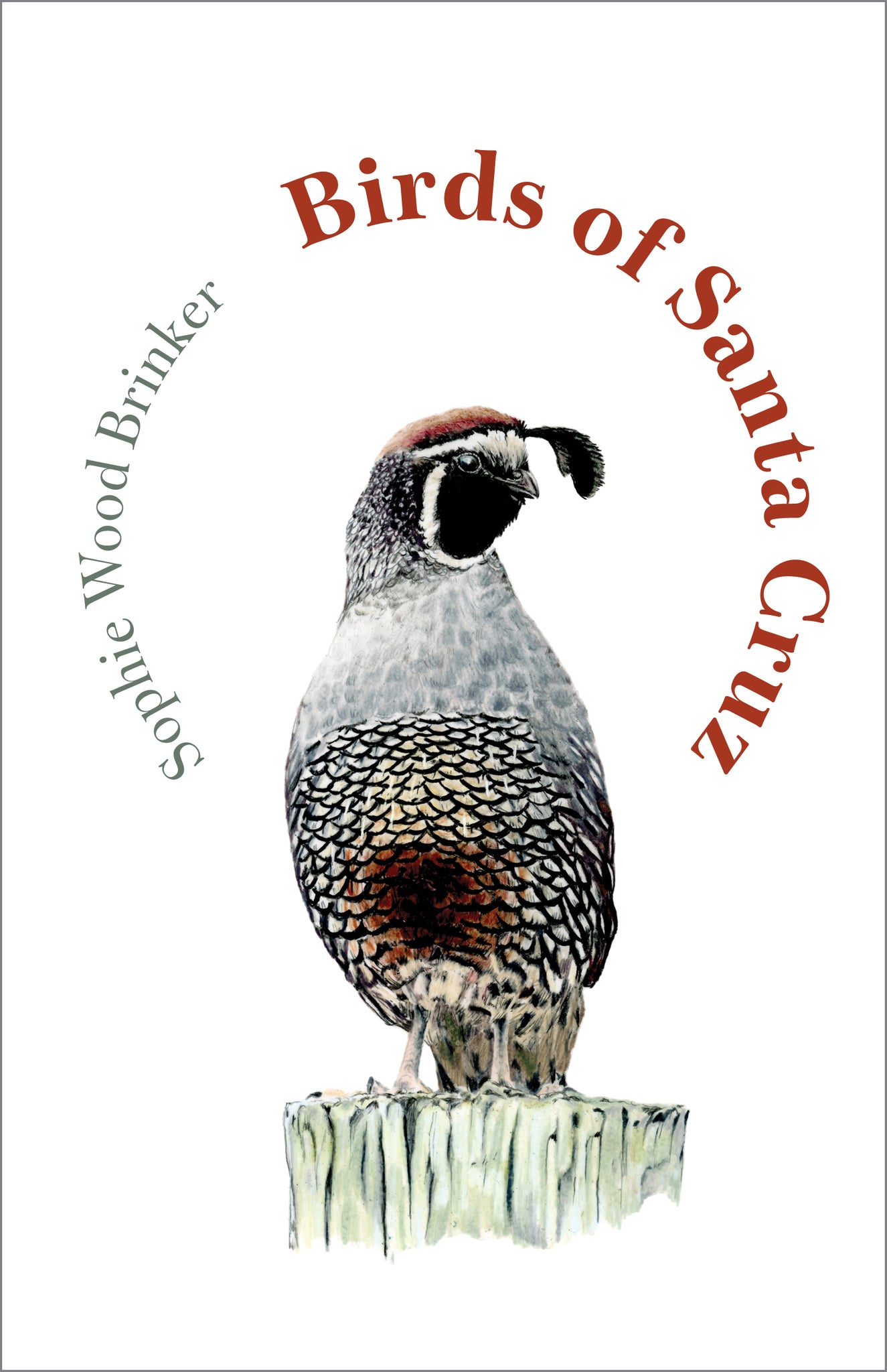 Birds of Santa Cruz